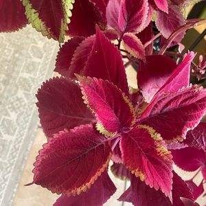 COPY - Coleus cutting for $10.